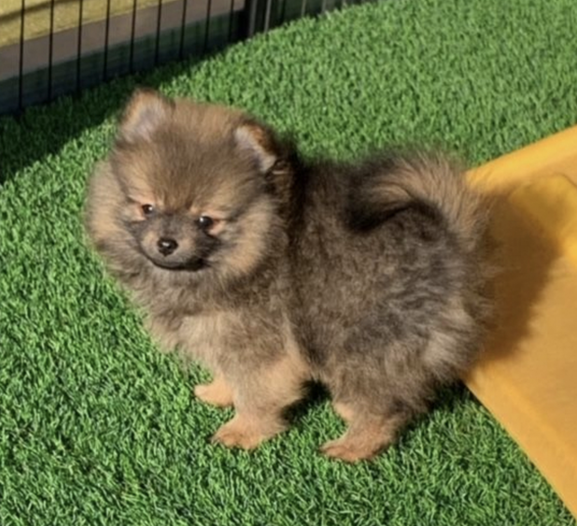 comprar cachorros sanos, baratos y asequibles para la venta